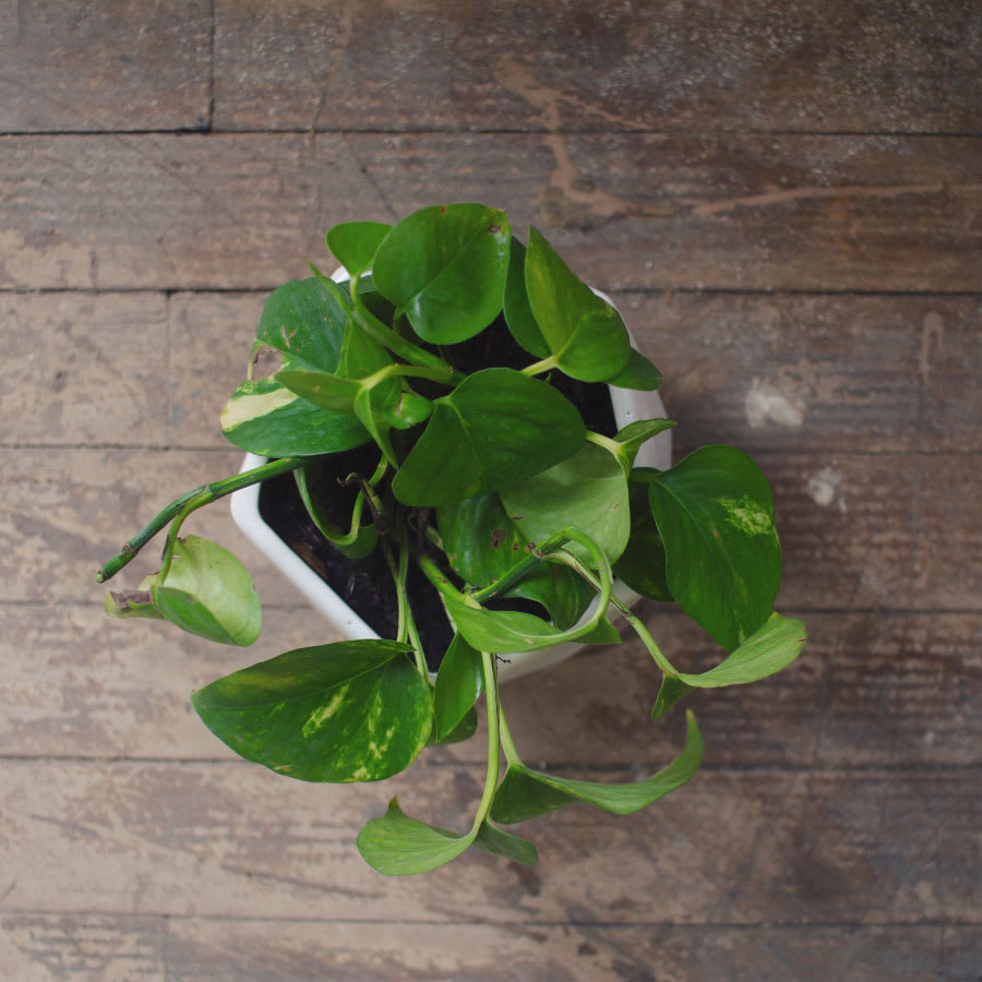 La Experiencia - Imagen 3